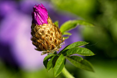 Close-up of purple flower on plant
