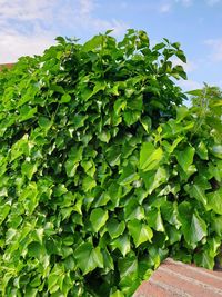 Low angle view of ivy growing on plant against sky