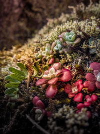 High angle view of berries growing on field