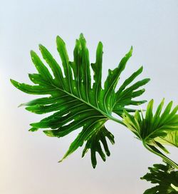 Close-up of plant against white background