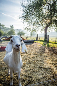 Smiling goat standing on field looking into camera