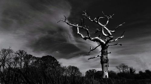 Low angle view of bare trees against cloudy sky