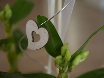 Close-up of heart shape leaf