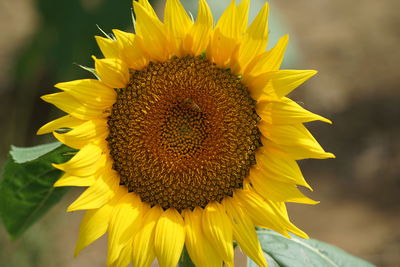 Close-up of sunflower