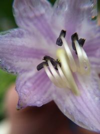 Close-up of purple flowers blooming outdoors