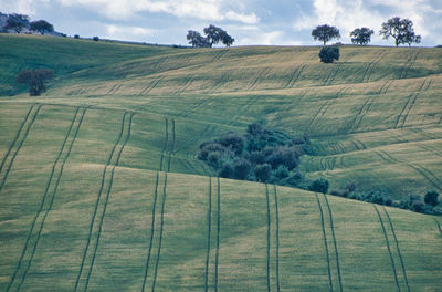 Landscape - fields