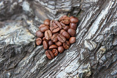 High angle view of coffee beans on tree trunk