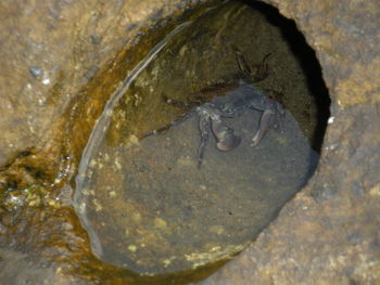 Close-up of turtle in water