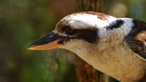 Close-up of kookaburra