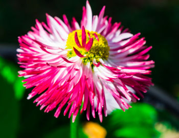 Close-up of flower blooming outdoors