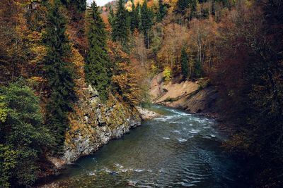 Stream flowing amidst trees in forest