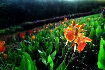 Close-up of red flower blooming in field