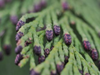 Full frame shot of plants