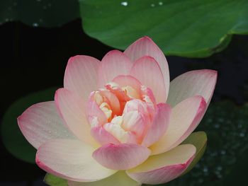 Close-up of pink water lily in pond