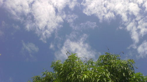 Low angle view of fresh green plants against sky