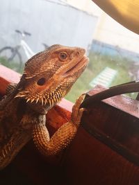 Close-up of bearded dragon