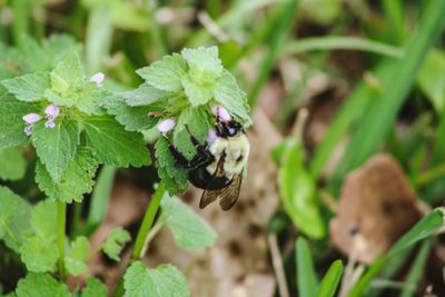 Close-up of insect on plant