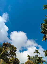 Low angle view of coconut palm trees against blue sky