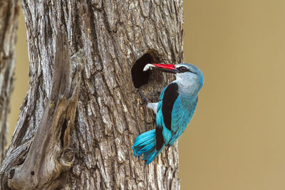 Close-up of bird perching on tree trunk