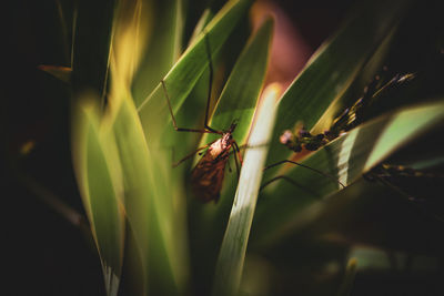 Close-up of insect on plant