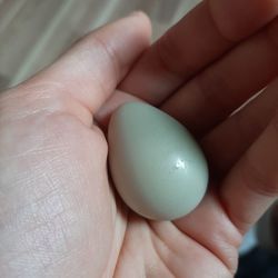 Bird's egg in hand 