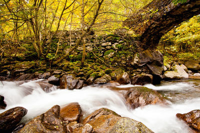 Stream flowing through rocks in forest