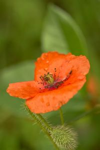 Close-up of orange flower