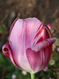 Close-up of pink tulip