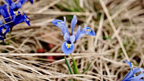 Close-up of purple flower on field