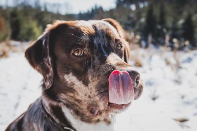 Close-up of dog looking away