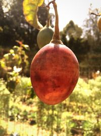 Close-up of red fruit hanging on tree