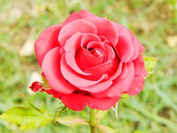 Close-up of red rose