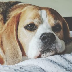Close-up portrait of dog resting on bed