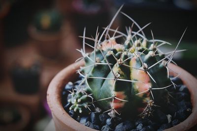 Close-up of succulent plant