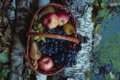 Close up woven basket with ripe fruits standing on birch tree trunks concept photo