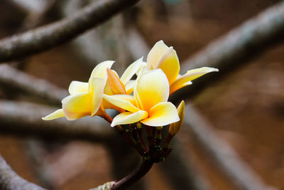 Close-up of yellow flowering plant