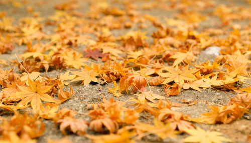 Close-up of fallen maple leaves on path