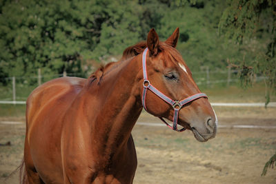 Horse standing on field