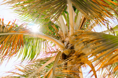 Low angle view of palm trees