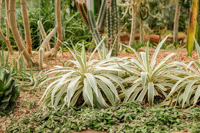 Close-up of plants growing on field