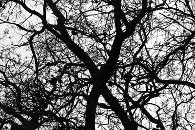 Low angle view of bare trees against sky