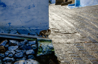 Cat standing on rock