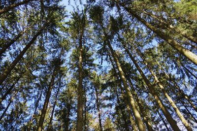 Low angle view of bamboo trees