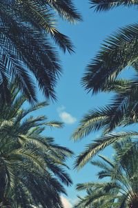 Low angle view of palm trees against sky