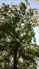 Low angle view of tree in forest