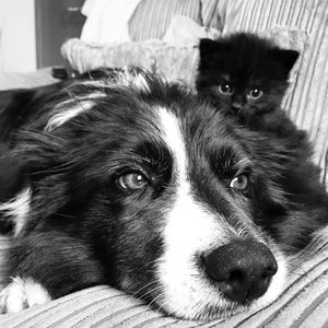 Close-up portrait of dog