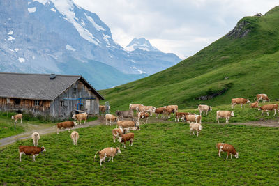 Flock of sheep grazing on field