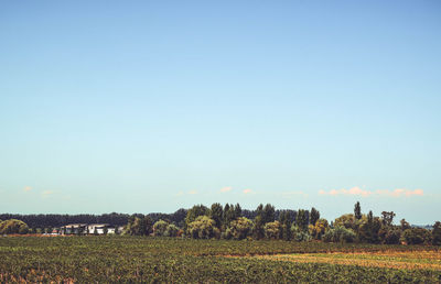 Scenic view of field against clear sky