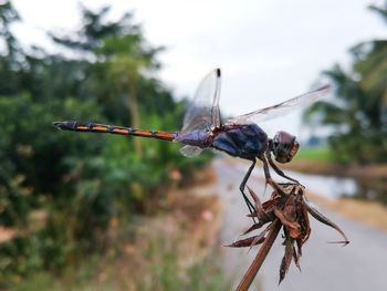 Close-up of dragonfly on plant