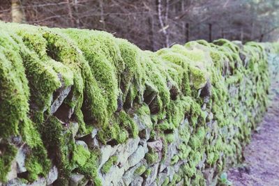 Close-up of moss growing on tree trunk